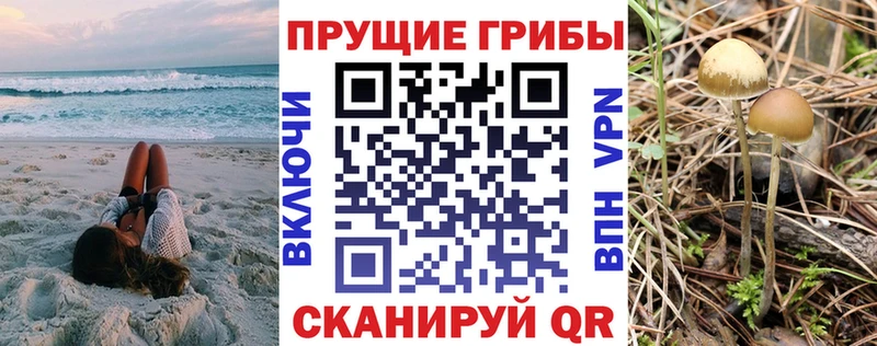 omg вход Мытищи Псилоцибиновые грибы Psilocybine cubensis наркотики